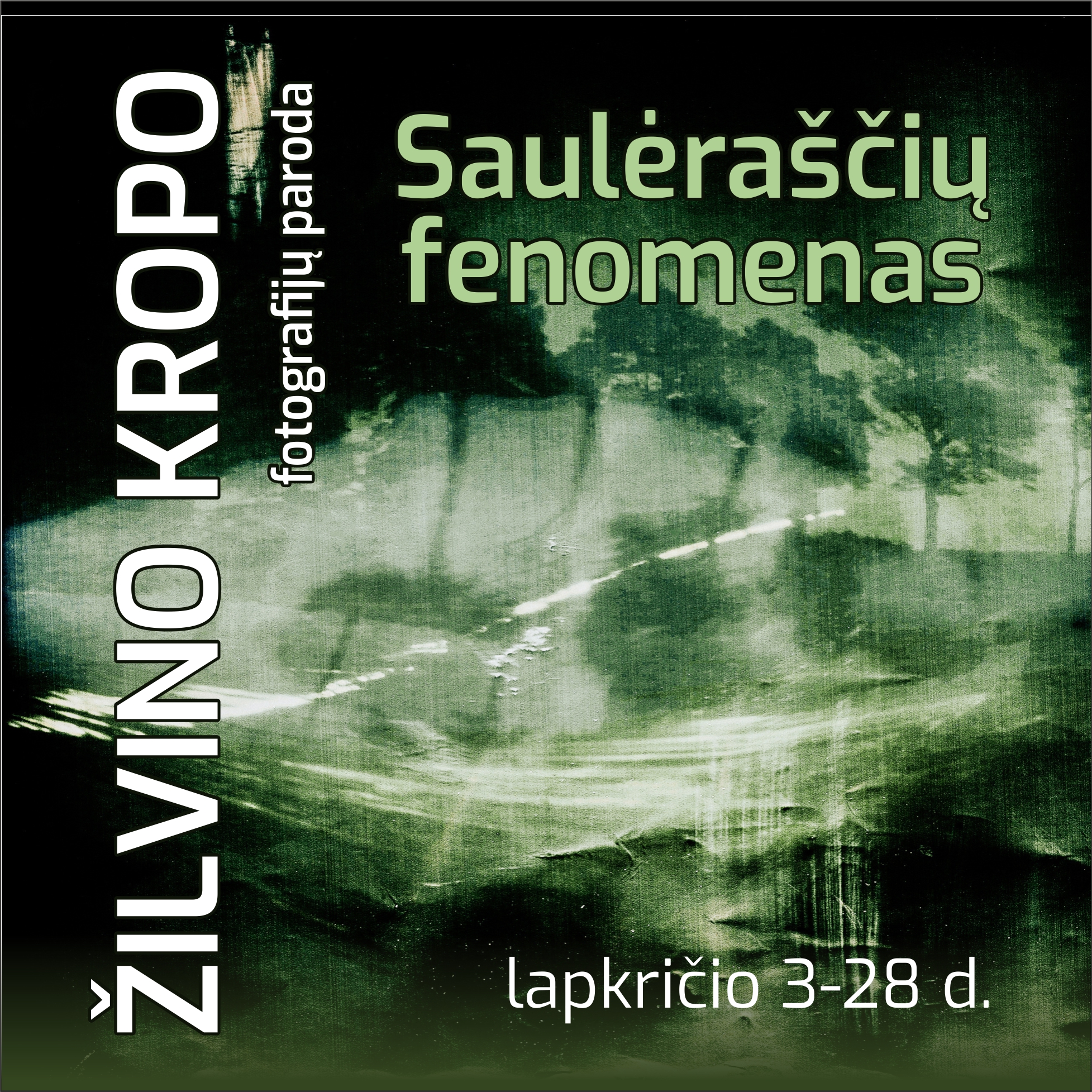 Žilvinas Kropas „Saulėraščių fenomenas“